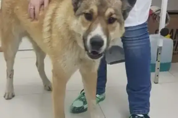 Найден молодой пёс на Сосновой аллее, Москва