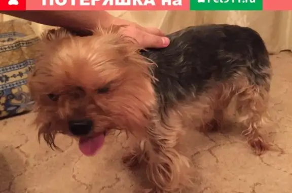 Собака Йокшерский терьер найдена на Долгопрудной улице, Москва