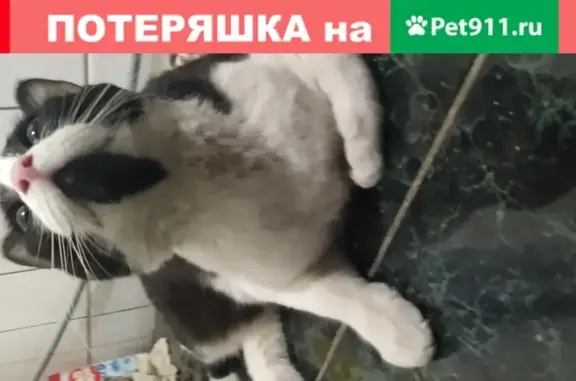 Крупный чёрно-белый кот найден в Перово