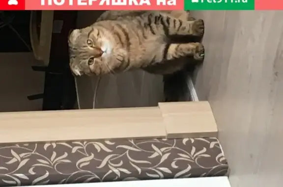 Пропал кот Томас в Павловском Посаде, ул. Грибоедова