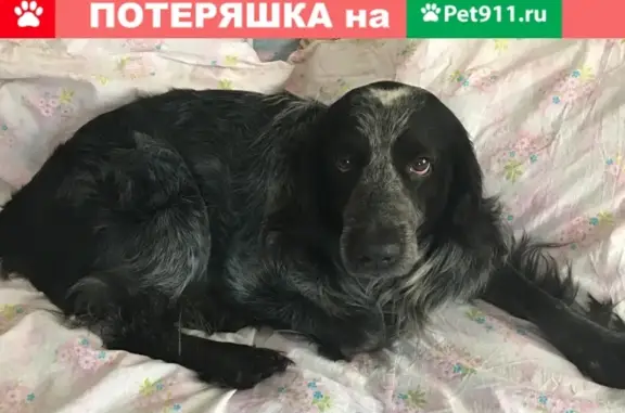 Пропала собака Тиша в Электроуглях, убежал 5.12.