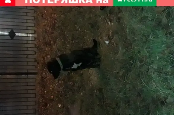 Потерянная черная собака на Октябрьском проспекте, Люберцы