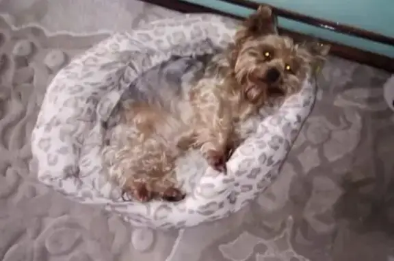 Собаки потеряшки, Барнаул, фото: Потеряшка йоркширский терьер на Молодежной 35, нуждается в лекарствах