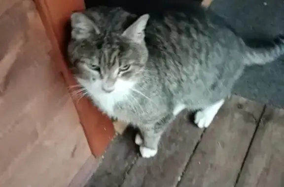 Найден котик-мальчик в СНТ Брусничка, возможно из дач Ветеранов Флота