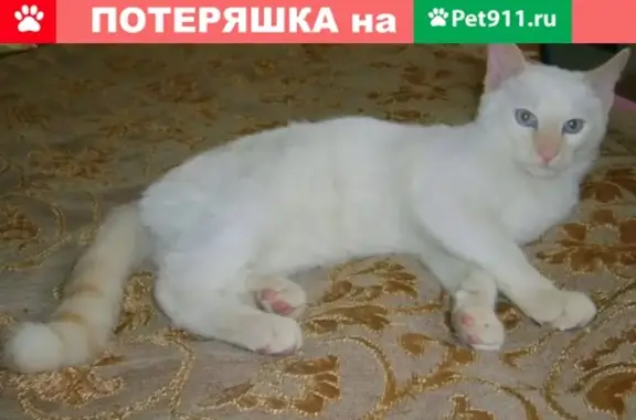 Найдена кошка на улице Молодогвардейцев, 58В