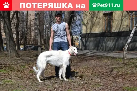 Пропала собака Русская псовая борзая в Московской области