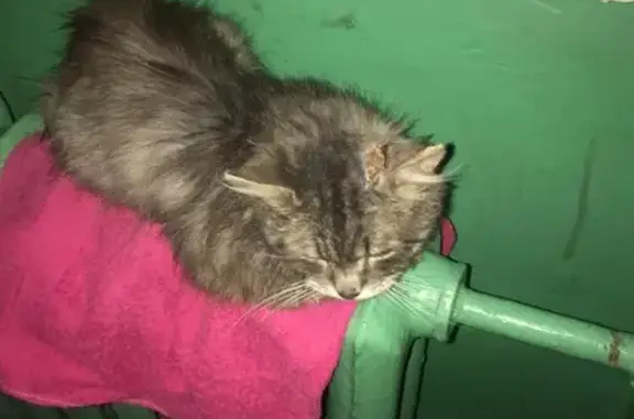 Найдена пушистая кошка с раной на голове около метро Лесная, нуждается в лечении