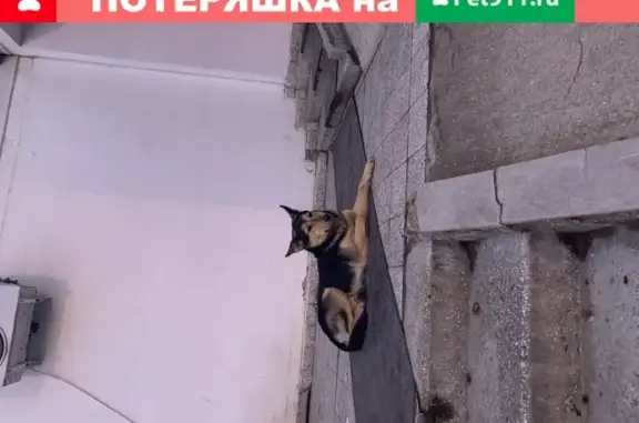 Собака ждет хозяев на ул. Льва Толстого, 132