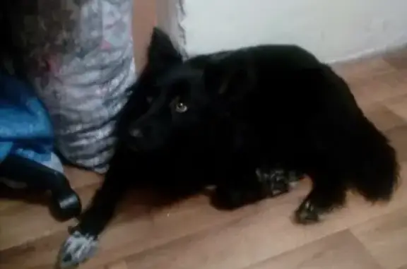 Найдена собака на ул. Титова, дом 196 в Новосибирске