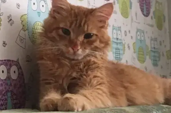 Кошки потеряшки, Тюмень, фото: Потеряшка кошка на Олимпийской, 19 в Тюмени