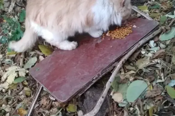 Найдена кошка Потеряшка на ул. Айвазовского в Краснодаре