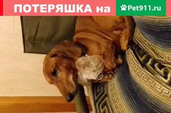 Собака Такса найдена на улице Пырьева, 22 (Москва)