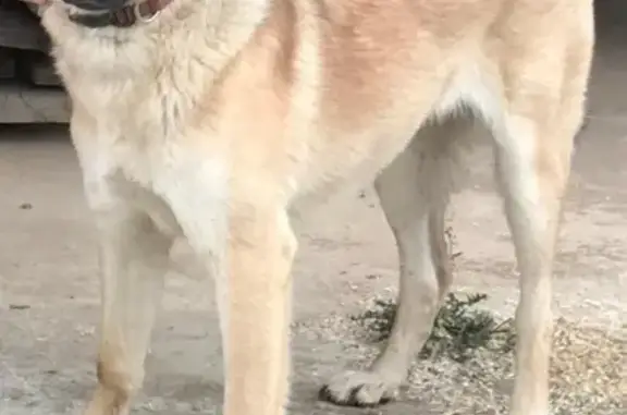 Собаки потеряшки, Москва, фото: Потеряшка собака в поселке Greenwood