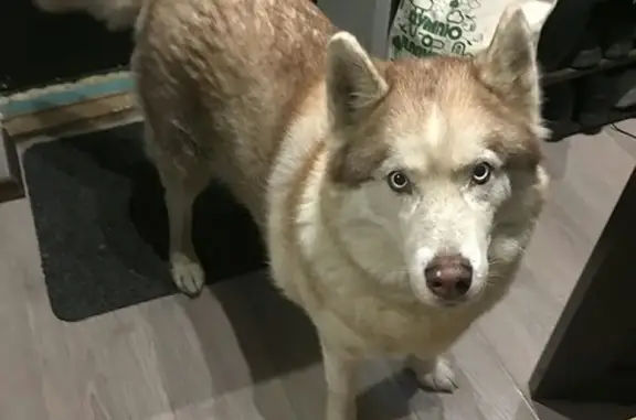 Найдена собака на Ярославском шоссе, порода Хаски, кремовый окрас.