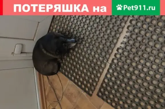 Найдена собака на ул. Азаровская, 34