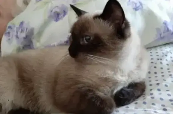 Кошка до 1 года найдена в Москве