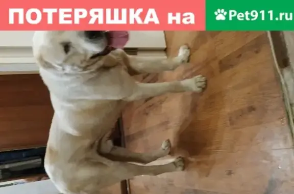Пропала собака в Щёлково: мальчик на улице Бахчиванджи