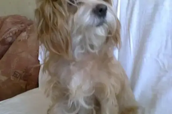 Потерянные животные , фото: Пропала собака в Симферополе на улицах Ломоносова-Первомайская