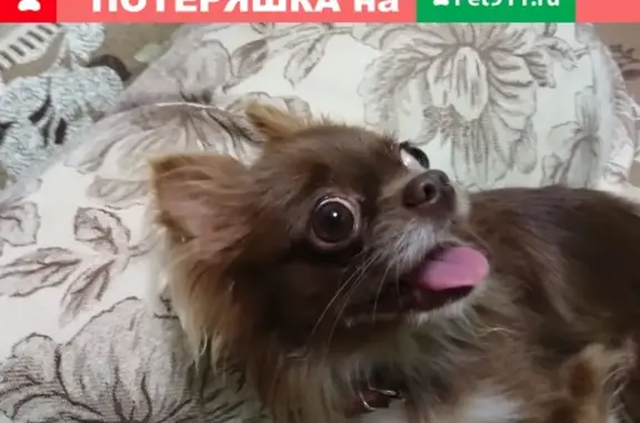 Найдена собака в Голубицкой, Краснодар