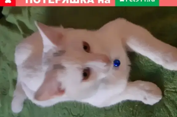 Кошки потеряшки, , фото: Потеряшка кот Тиша на ул. Маяковского, Гусь-Хрустальный