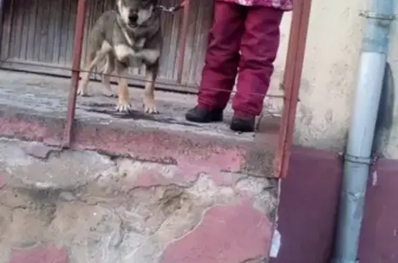 Найдена собака в Обнинске