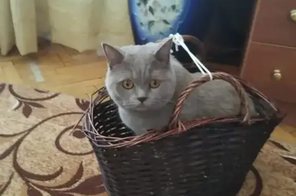 Кошки потеряшки, Москва, фото: Потеряшка кошка на улице Онежская, Москва