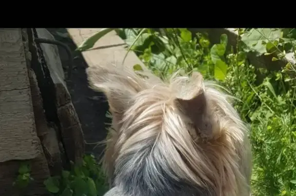 Собаки потеряшки, Чита, фото: Потеряшка собака в парке Памяти на ул. Петровско-Заводской (Чита)