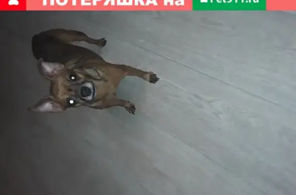 Собака тойтерьер найдена на ул. Бийская, Барнаул