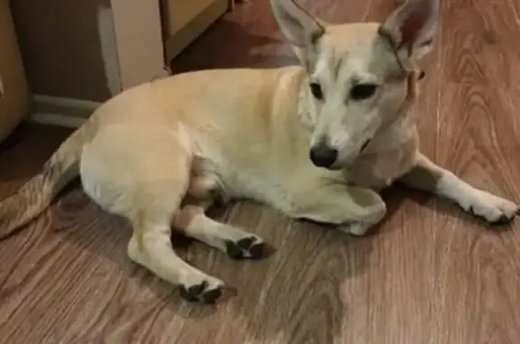 Найден пёс в мкр Солнечный, Иркутск