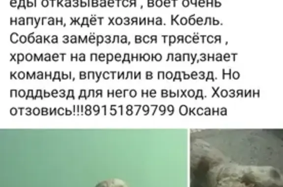 Найден пес на ул. Дурыманова, Клин
