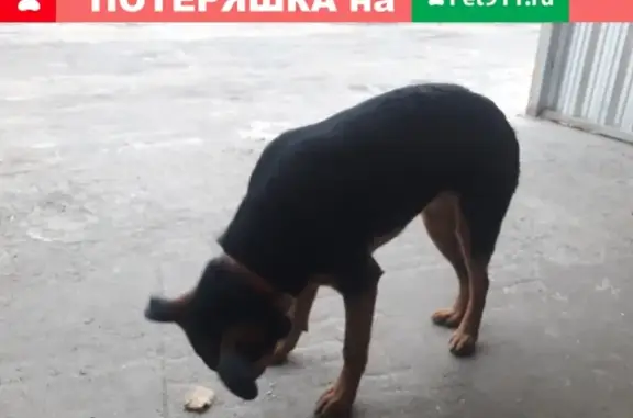 Собака найдена на заводе 