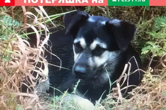 Пропала собака Герда в Мстихино, Калужская область