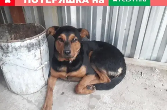Найдена молодая собака на заводе Красное Сормово, Нижний Новгород