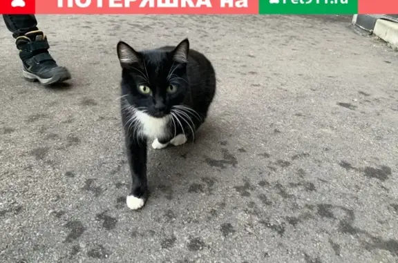 Найдена кошка на ул. Быстрецкая, дом 27 в Рязани