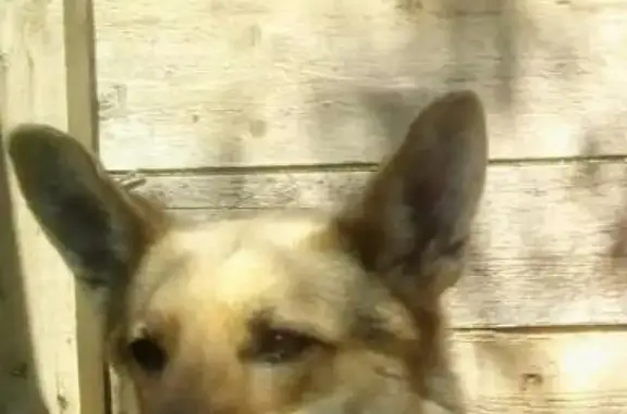 Пропала собака Гера на Буревестнике, Волгоград