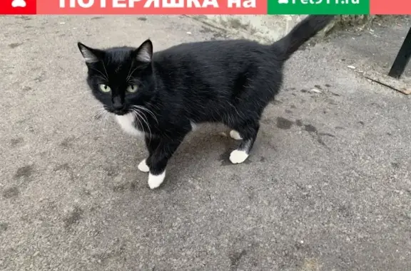 Найдена кошка с красным ошейником на ул. Быстрецкой, д. 27, Рязань