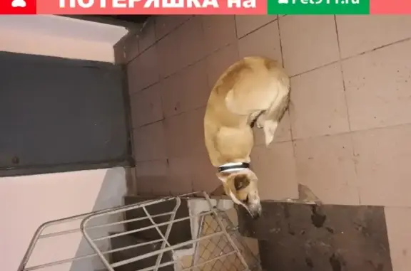 Пёс найден в Купчино, Санкт-Петербург