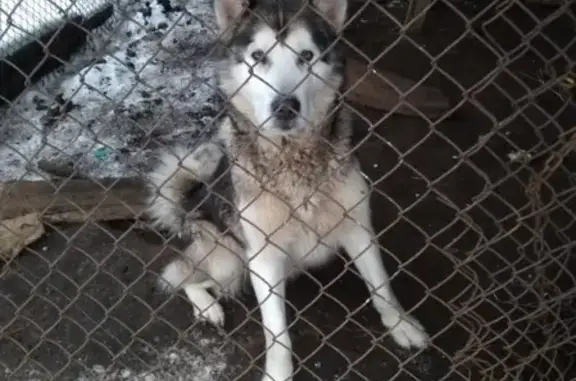 Найдена собака Маламут в Русском Юрмаше, звоните 89374946223