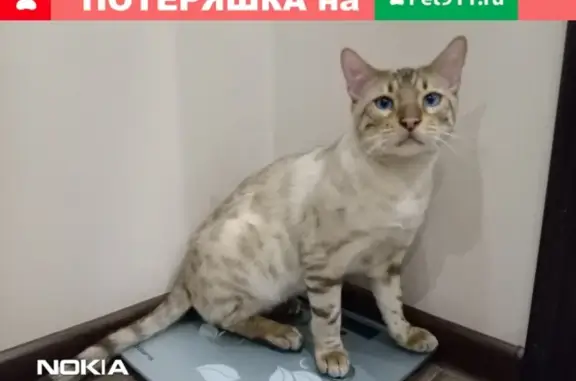 Пропал кот в Ульяновске, вознаграждение.