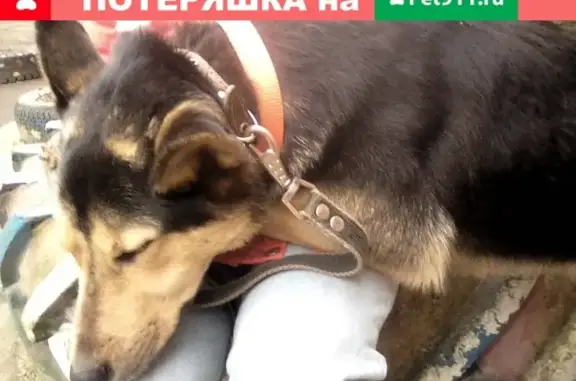 Найдена собака в Туле: овчарка, 8 мес, оранжевый ошейник