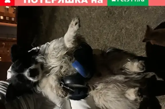 Найдена собака на улице Неделина, Щёлково-7