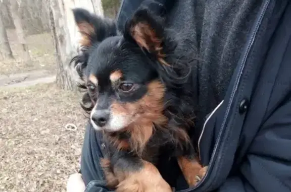 Пропала собака Луи в Евпатории, болеет эпилепсией!