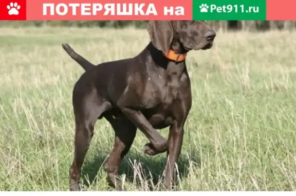 Найдена собака породы Курцхаар на улице Купавинской, станция Садовая.
