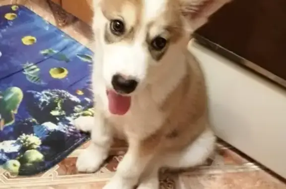 Собаки потеряшки, Липецк, фото: Потеряшка щенок в Липецке, 89191638257