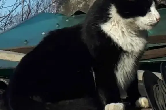 Кошки потеряшки, Новомосковск, фото: Потеряшка кот Робин в Новомосковске, 26 шахта.