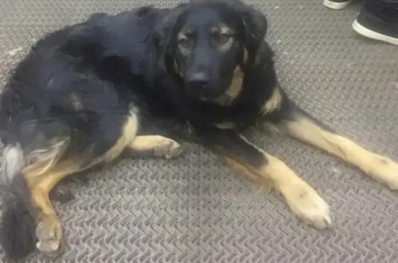 Найдена собака на станции Истра, Подмосковье