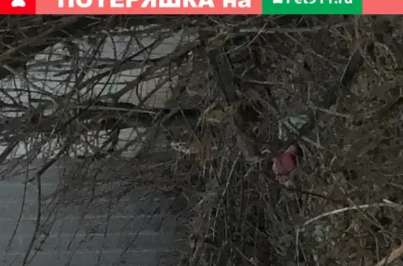 Найдена собака в Малаховке, живет в заброшенном доме
