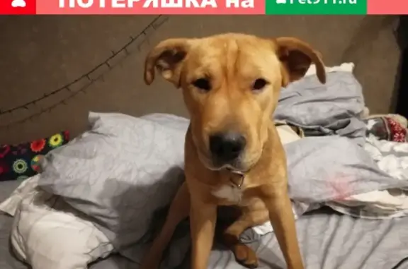 Собака найдена в Щербинке на улице Железнодорожной