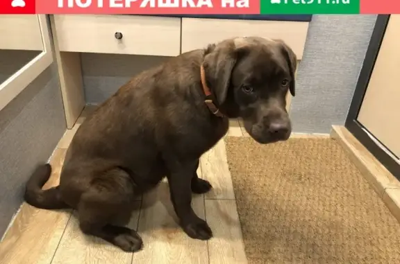 Найдена собака в Борисково, Казань с оранжевым ошейником