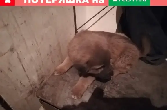 Собака найдена в Чите, Забайкальском крае.